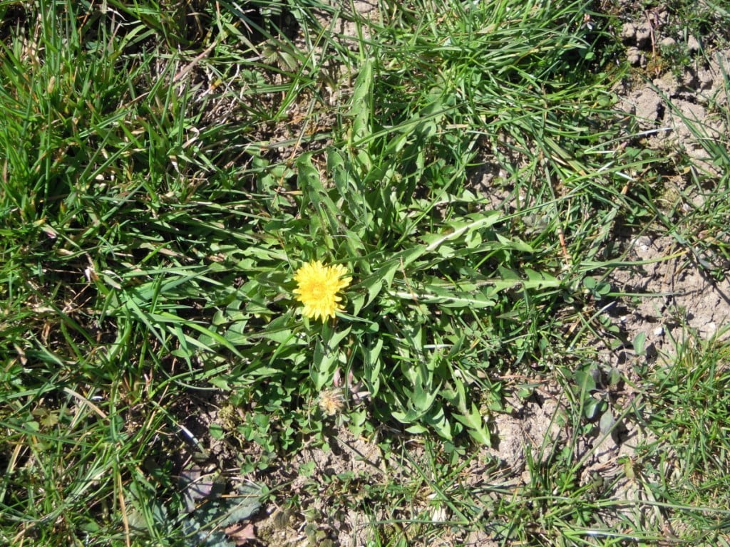 DSCN3939