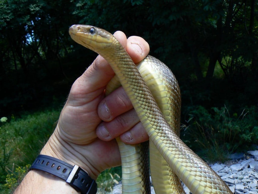 gož (Zamenis longissimus) je bil zelo miren na moji roki