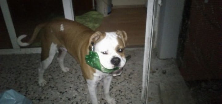 Kimbo - moj prvi hišni ljubljenček