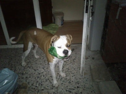 Kimbo - moj prvi hišni ljubljenček