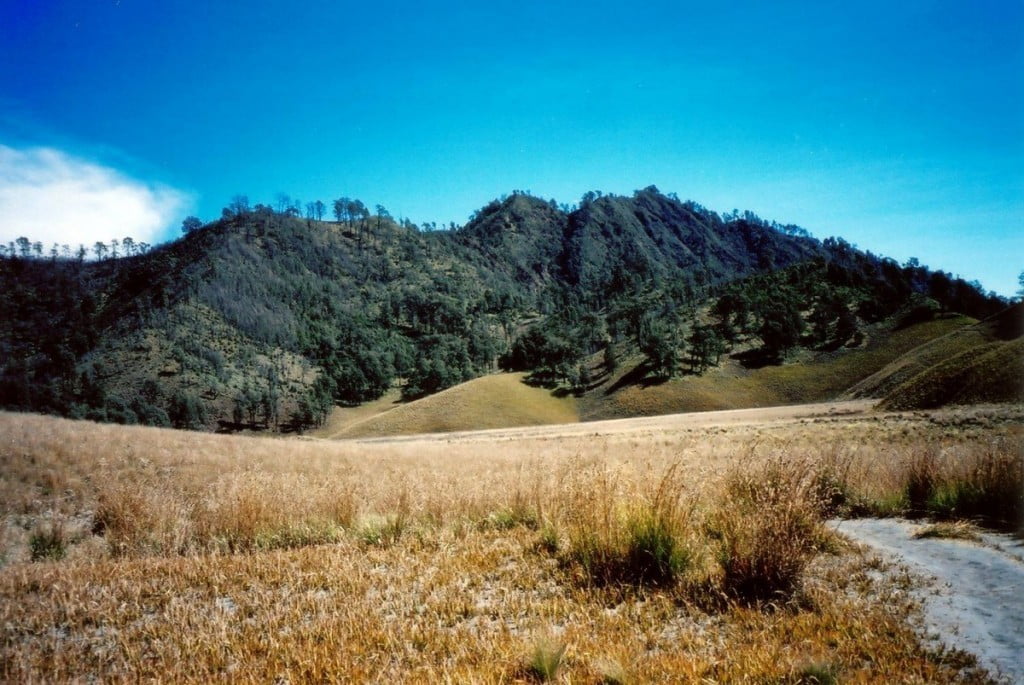 Savana