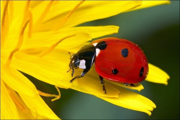 49856_pikapolonica_sho_7