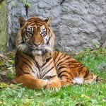 kitajski_horoskop_tiger