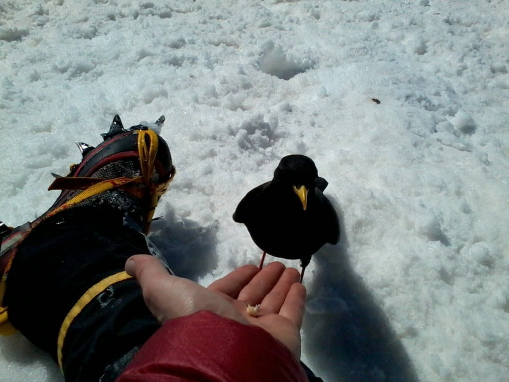 Kavka na vrhu Storžiča