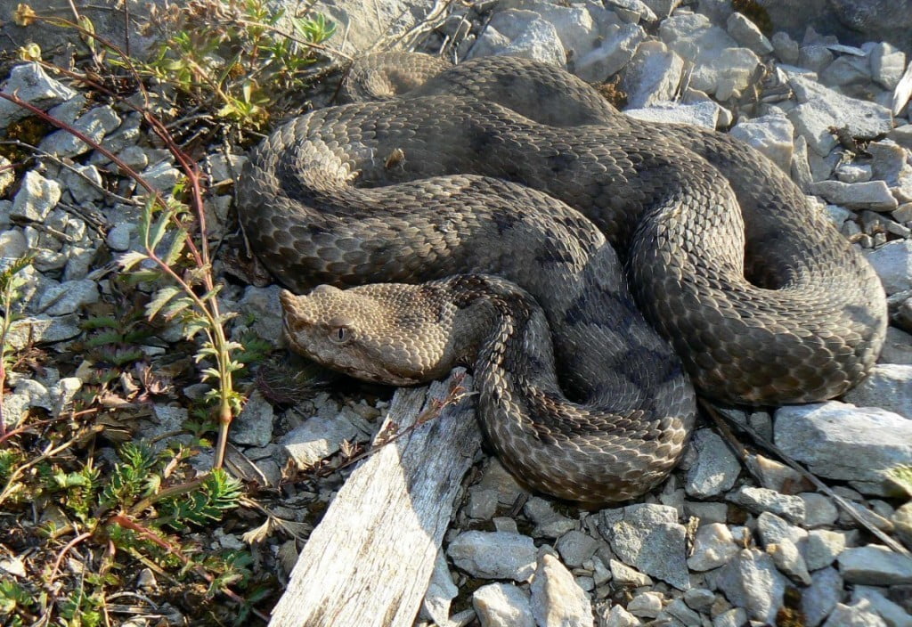 modras (Vipera ammodytes) samica