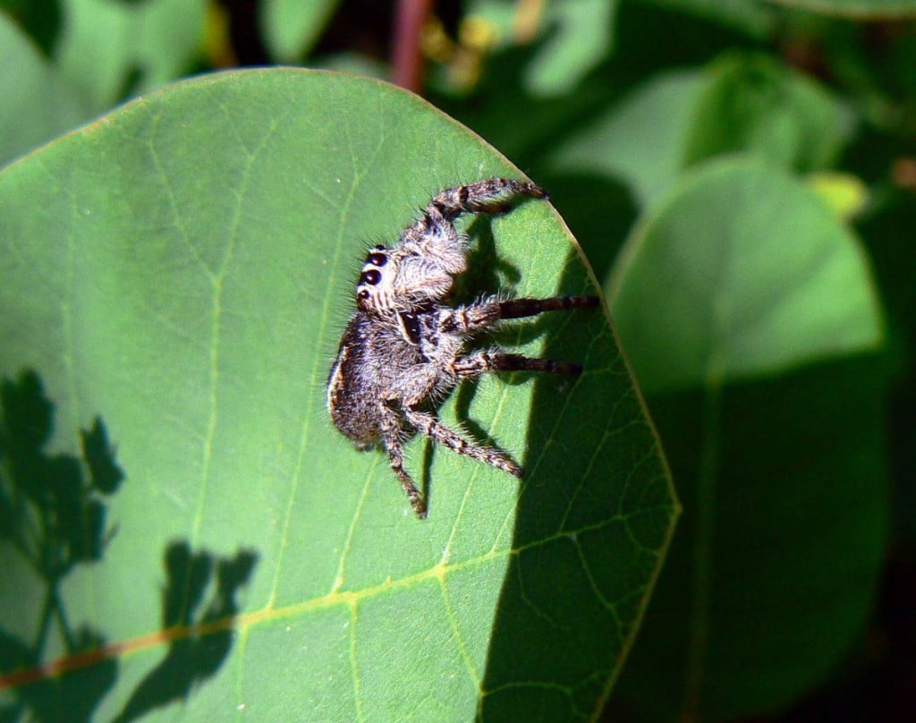 rdečehrbti skakač (Philaeus chrysops) samica. Samci so po hrbtu rdeči.