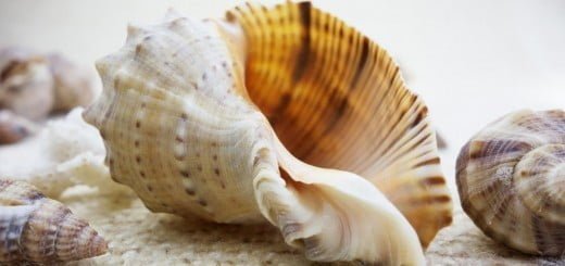 Horoskop - dvanajst znakov na dopustu