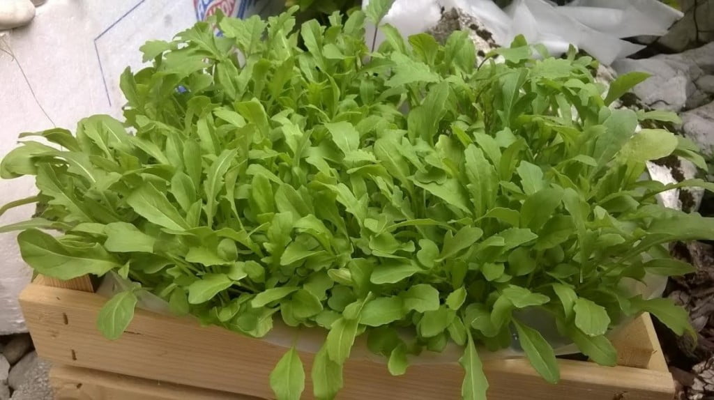 vrtickarji-brez-vrta-solata