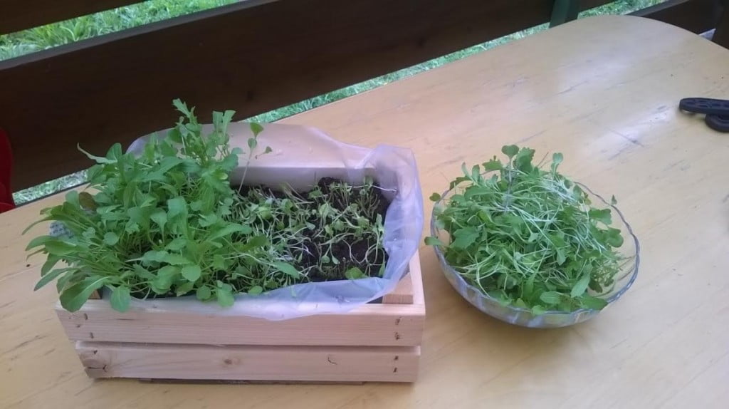 vrtickarji-brez-vrta1