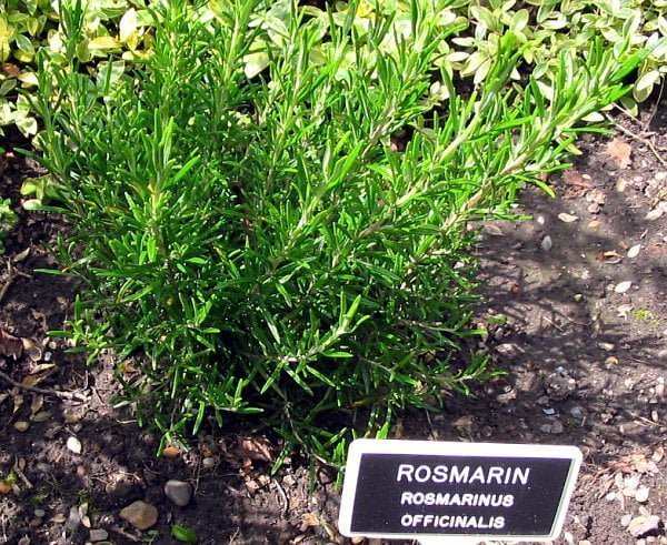 rozmarint