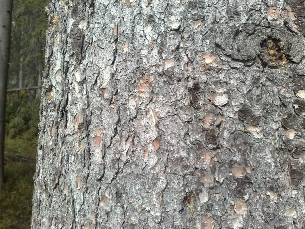 smola