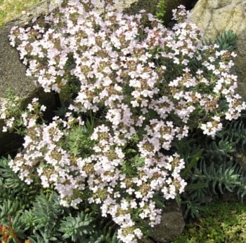 Thymus_vulgaris_3_(Espagne)