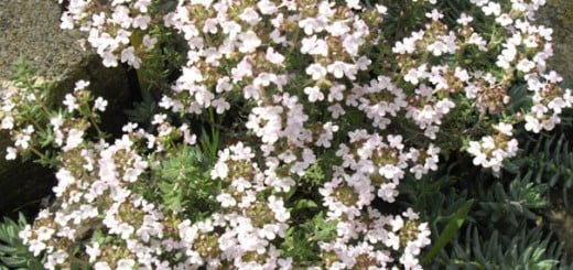 Naj deset naravnih poti do zdravja