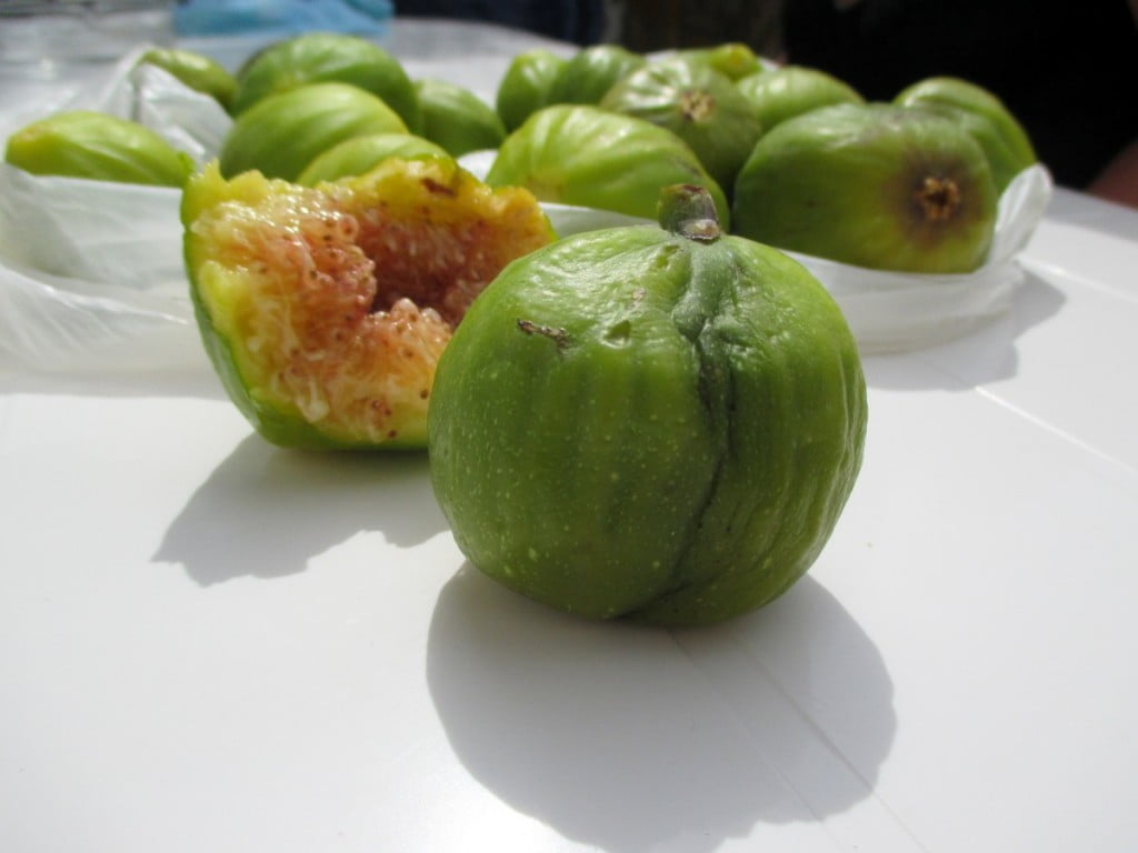 Ko fige zorijo, fantom tiči kar naprej stojijo