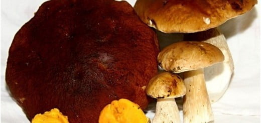 Gobe: popestritev jesenske kulinarike