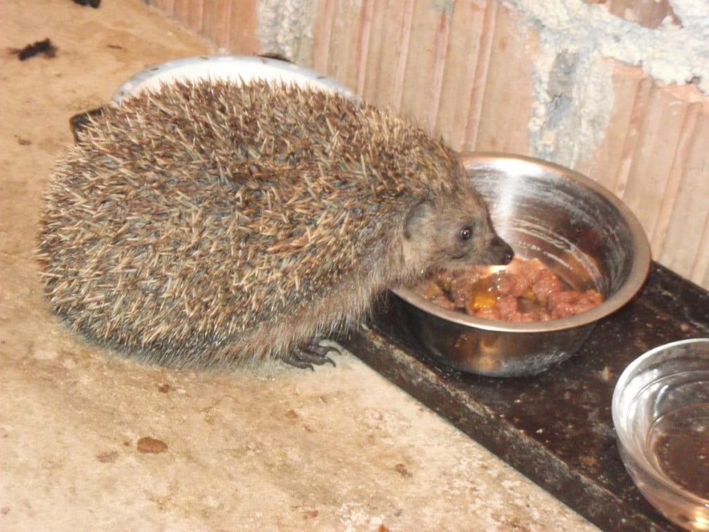 Ježki - bodeči obiskovalci