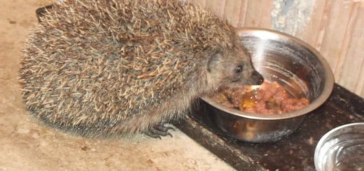 Ježki - bodeči obiskovalci