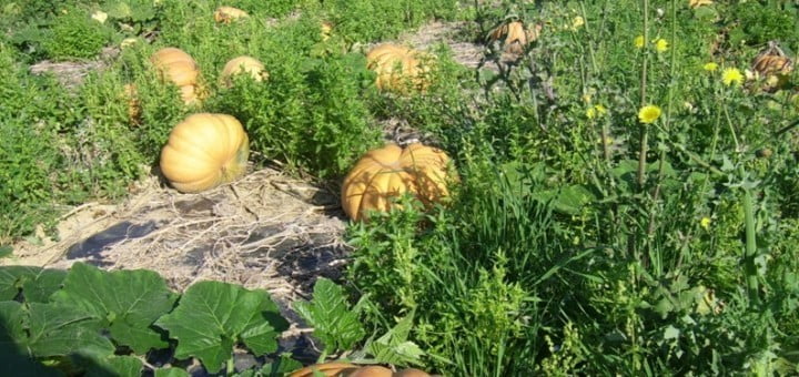 Buča -simbol bogastva in radosti