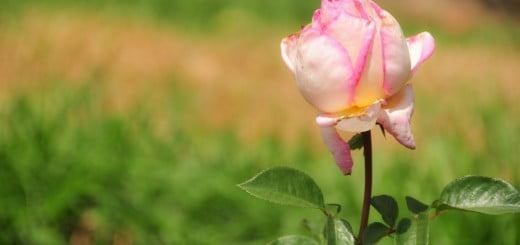 Naključja ali Če bi midva se kdaj srečala