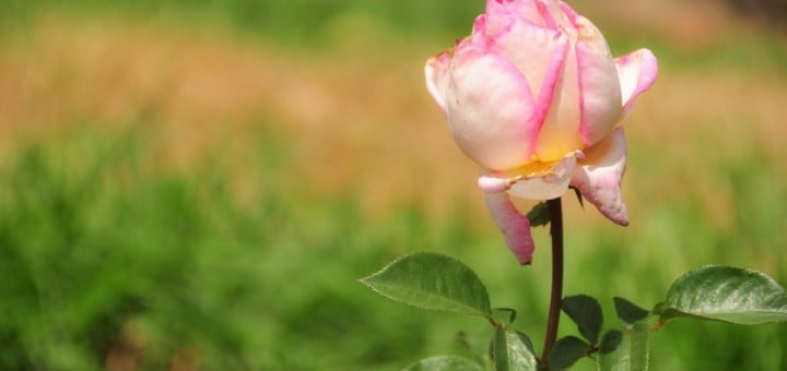 Naključja ali Če bi midva se kdaj srečala