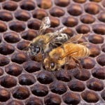 Eko čiščenje in eko čistila - med