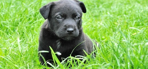 Pasja radost in težave