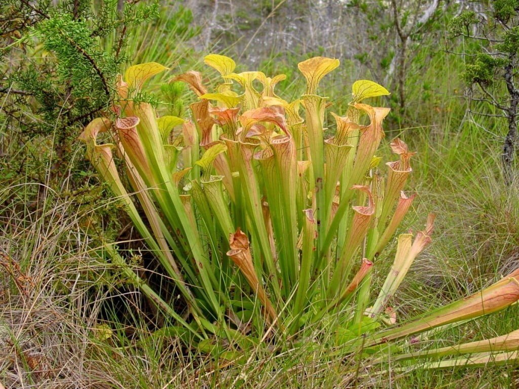 Saracenija (Sarracenia)