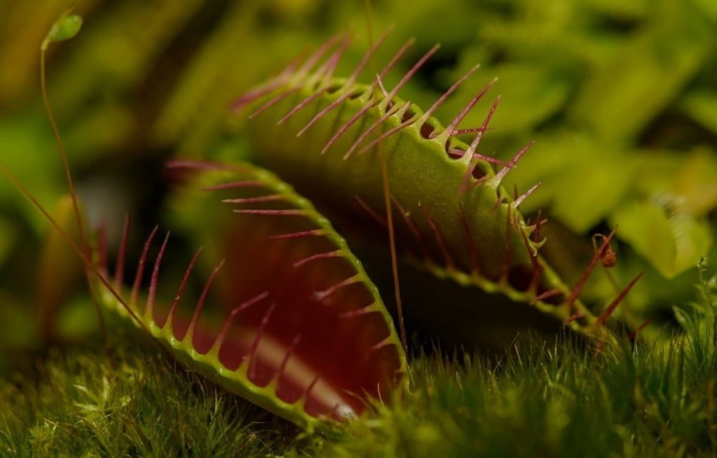 mesojede-rastline-carnivorous-plants-carnivorous-plants