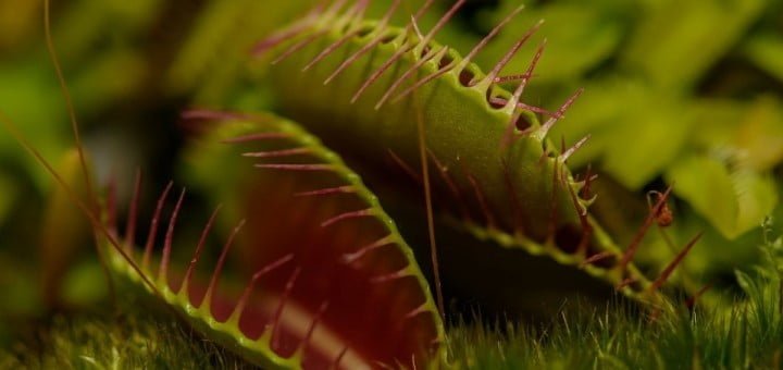 Mesojede rastline (Carnivorous plants)