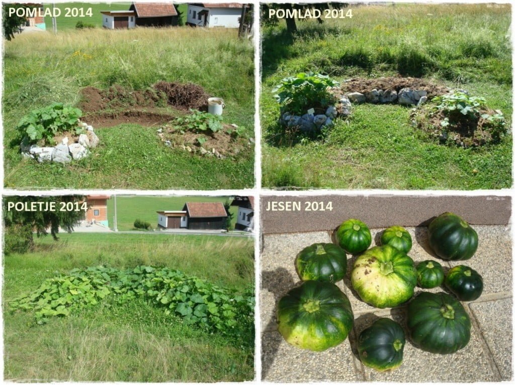 vzgoja muškatnih buč v gredici iz plastnatega komposta v praksi