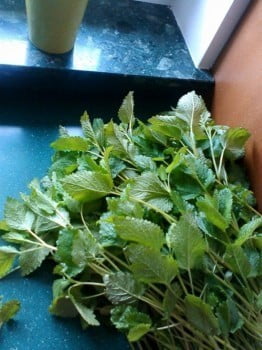 Domači melisin sirup - recept