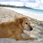 vročinski val - pasji dnevi