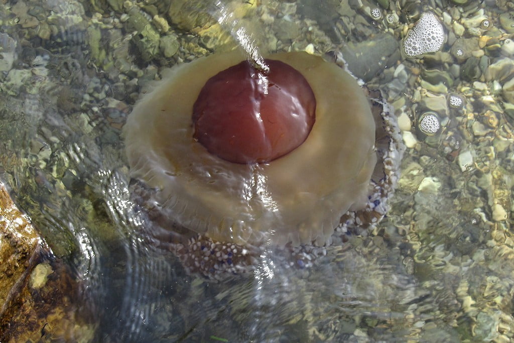 Morska cvetača in ocvrto jajce
