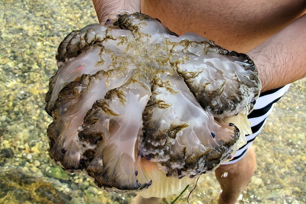 Morska cvetača in ocvrto jajce