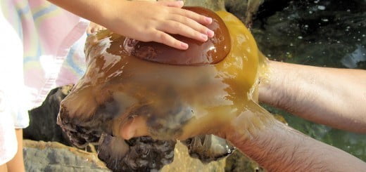 Morska cvetača in ocvrto jajce