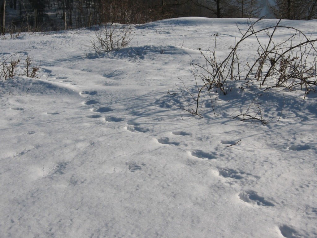 januar - prosinec
