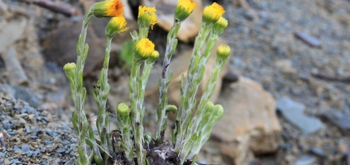 Lapuh - Tussilago Farfara