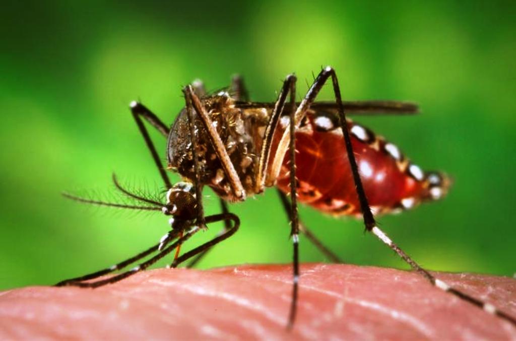 Virus Zika