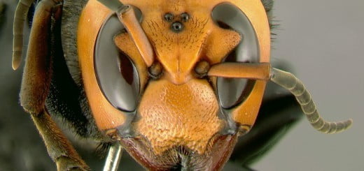 Naravna pomoč pri pikih žuželk