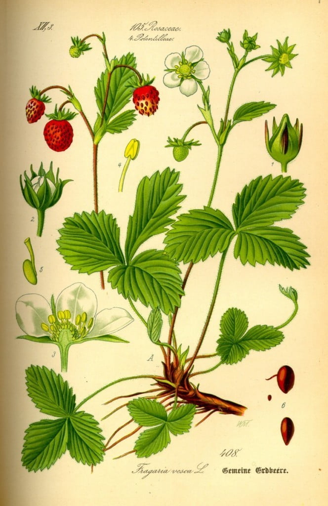 gozdna-jagoda-drobcena-zdravljivka-3