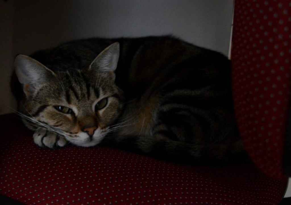 Z mačjo prejo do boljših kosti