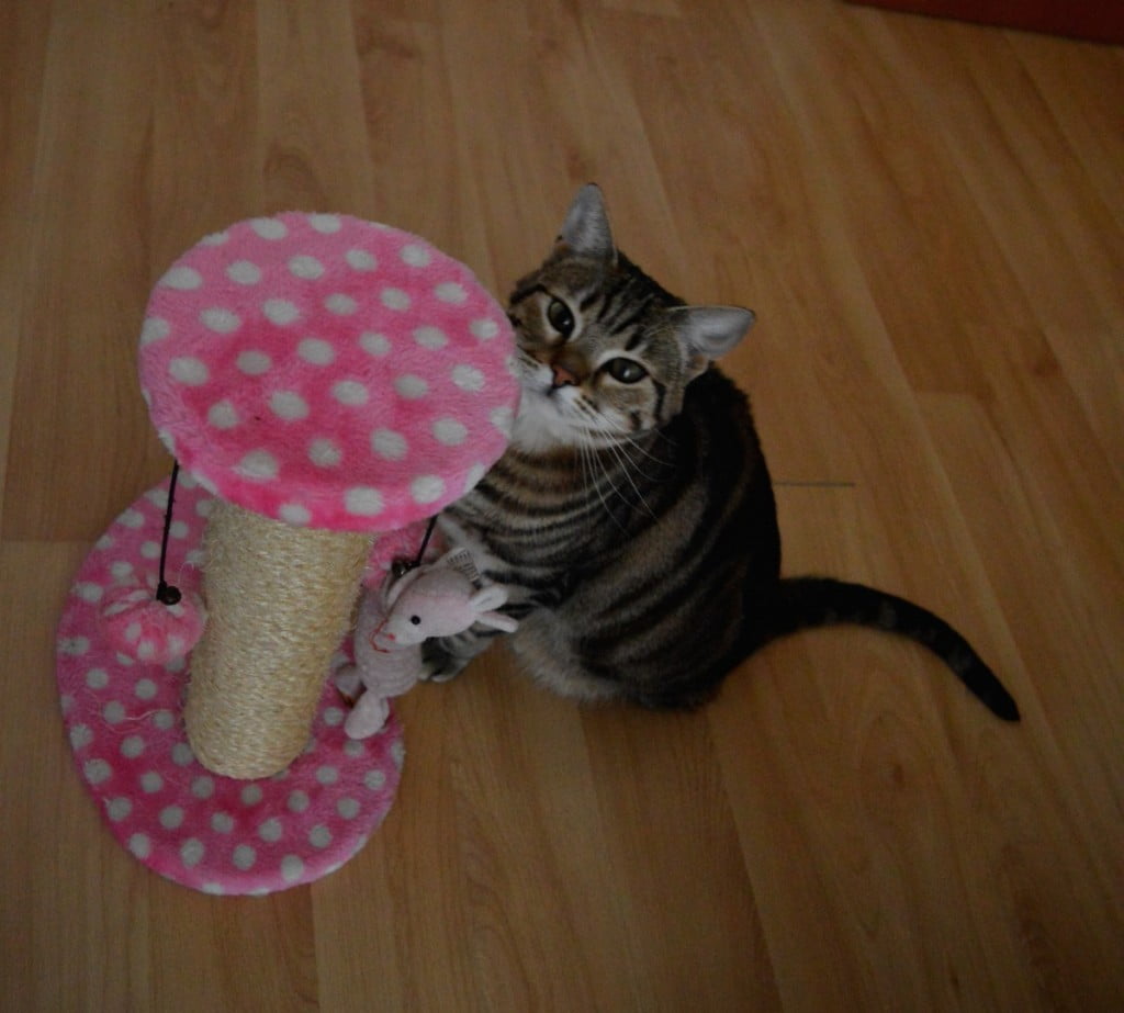 Z mačjo prejo do boljših kosti