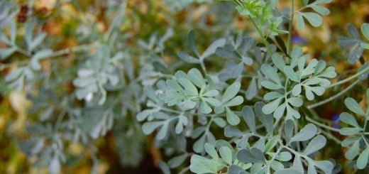 Vinska rutica oz. ruda