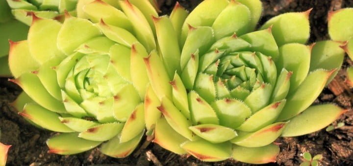 Netresk, uhlek, ušesnik ali uhec