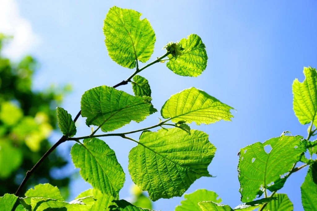 darovi-jeseni-lesniki-2