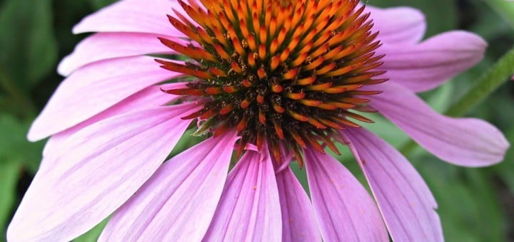 Ameriški slamnik ali škrlatna ehinaceja - zdravilen, vendar ne za vsakega