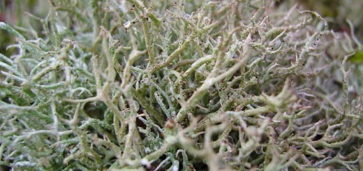 Islandski lišaj - odličen za lajšanje kašlja