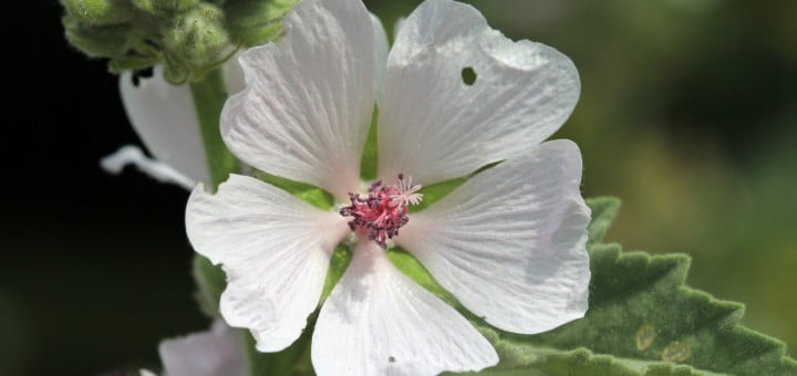 Navadni slez ali ajbiš - njegova zdravilna moč in uporaba
