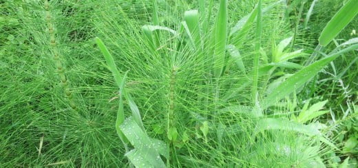 Njivska preslica - prazgodovinska rastlina z dragocenimi zdravilnimi lastnostmi