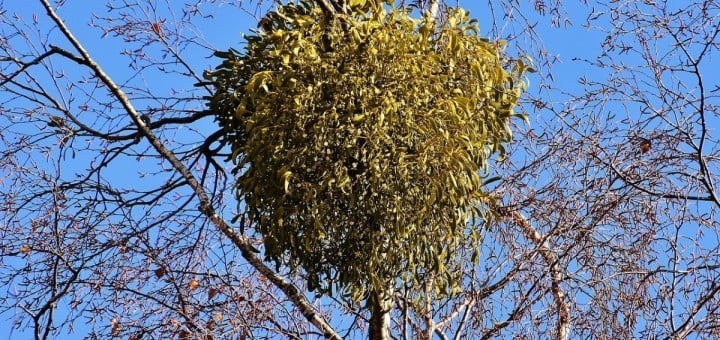 Bela omela za znižanje ali zvišanje krvnega tlaka